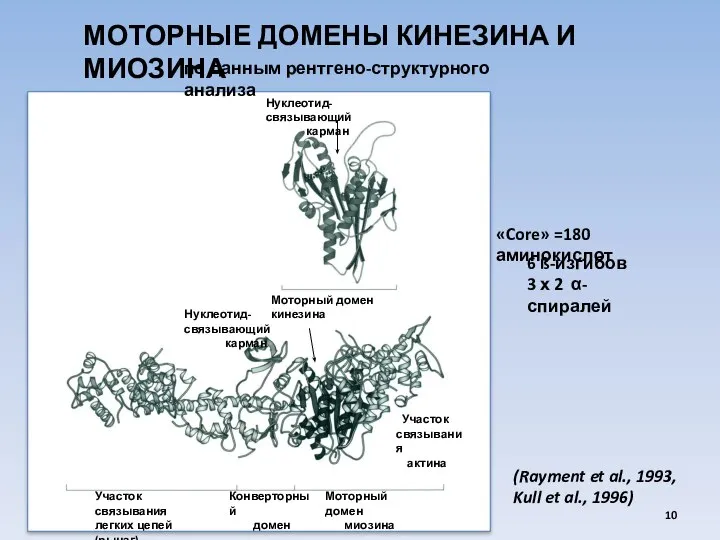 МОТОРНЫЕ ДОМЕНЫ КИНЕЗИНА И МИОЗИНА Нуклеотид-связывающий карман Моторный домен кинезина Участок