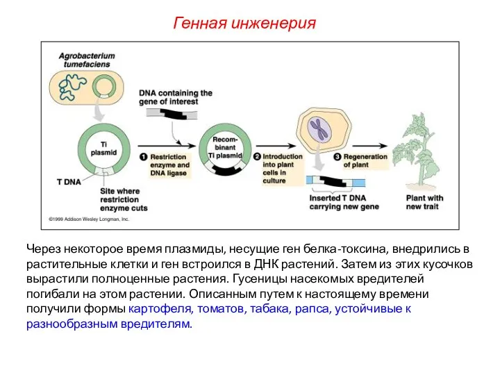 Через некоторое время плазмиды, несущие ген белка-токсина, внедрились в растительные клетки