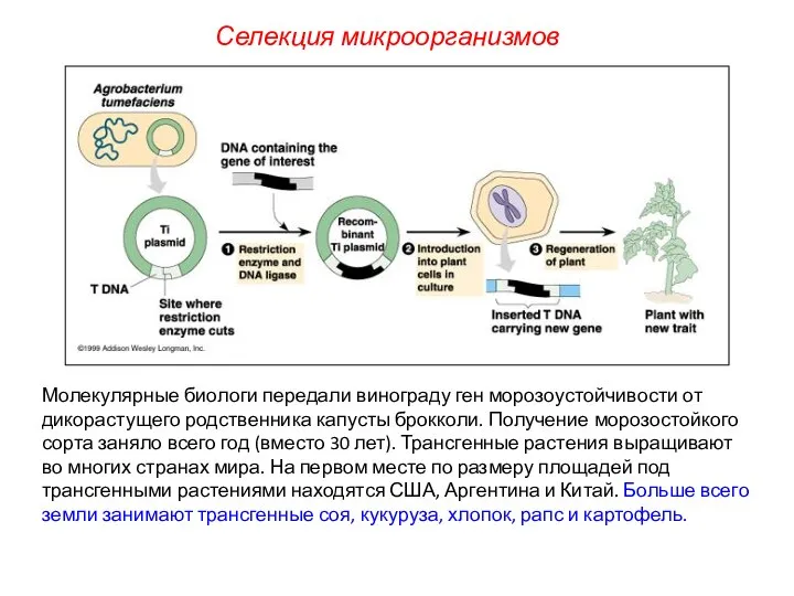 Селекция микроорганизмов Молекулярные биологи передали винограду ген морозоустойчивости от дикорастущего родственника