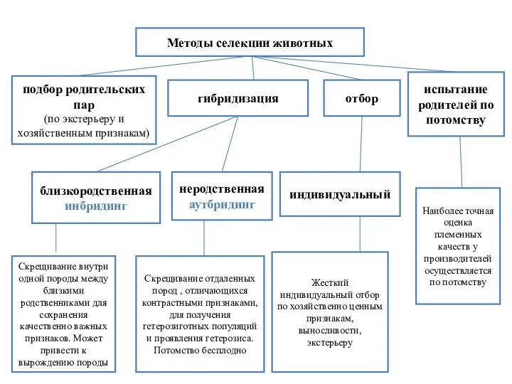 Методы селекции животных гибридизация отбор подбор родительских пар (по экстерьеру и