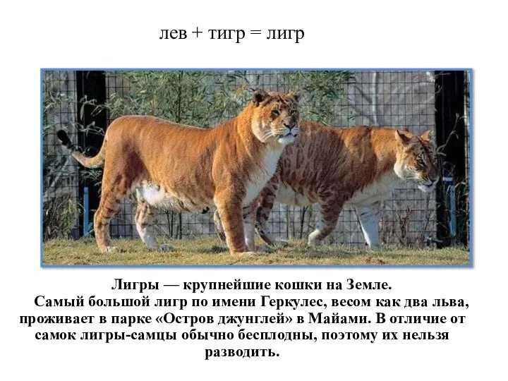 лев + тигр = лигр Лигры — крупнейшие кошки на Земле.