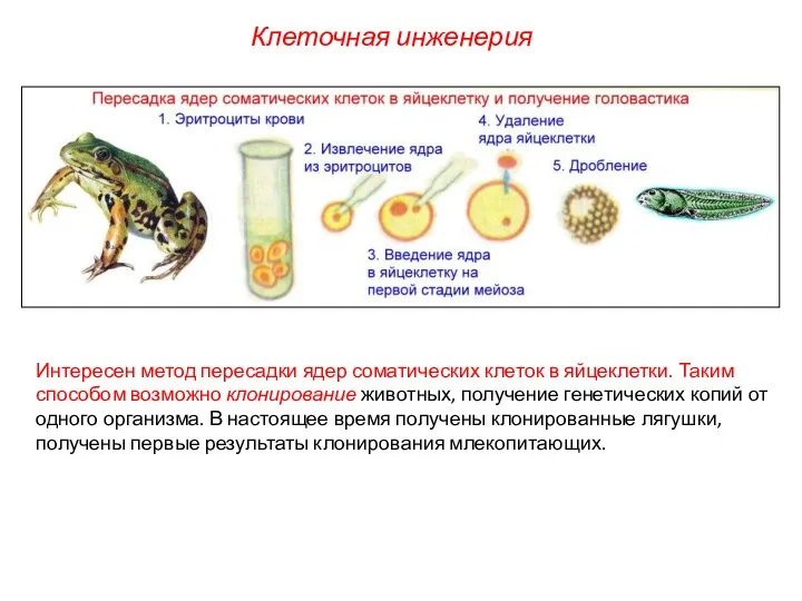 Интересен метод пересадки ядер соматических клеток в яйцеклетки. Таким способом возможно