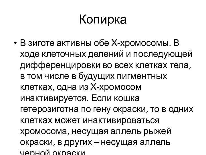 Копирка В зиготе активны обе Х-хромосомы. В ходе клеточных делений и