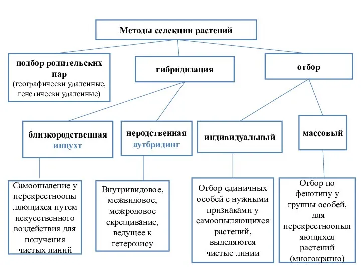 Методы селекции растений гибридизация отбор подбор родительских пар (географически удаленные, генетически