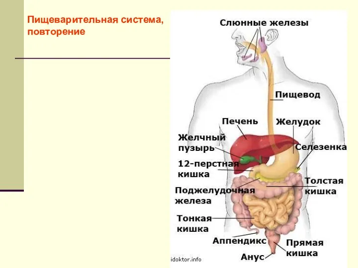 Пищеварительная система, повторение