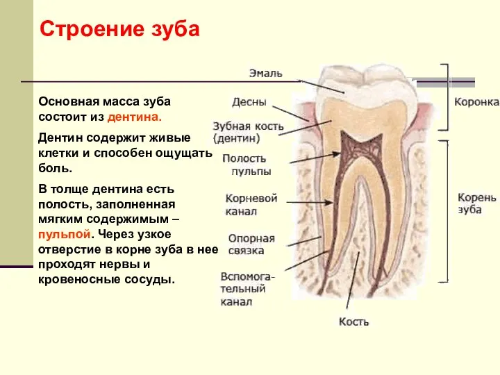 Основная масса зуба состоит из дентина. Дентин содержит живые клетки и