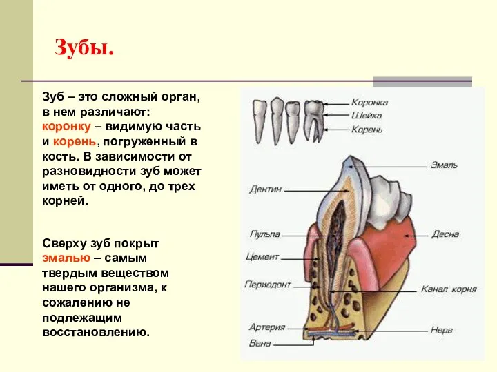 Зубы. Зуб – это сложный орган, в нем различают: коронку –