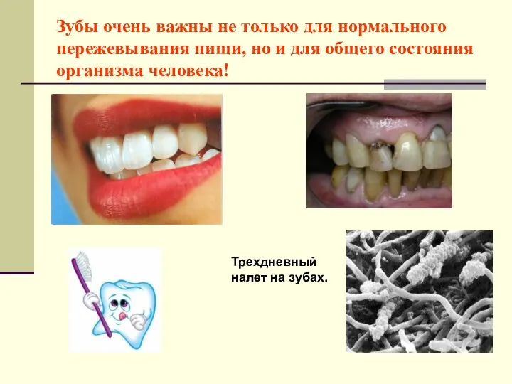 Зубы очень важны не только для нормального пережевывания пищи, но и