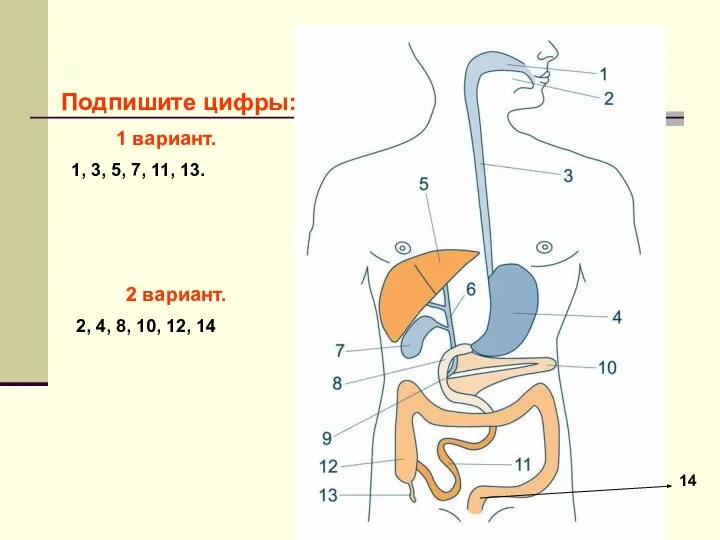 Подпишите цифры: 1 вариант. 1, 3, 5, 7, 11, 13. 2