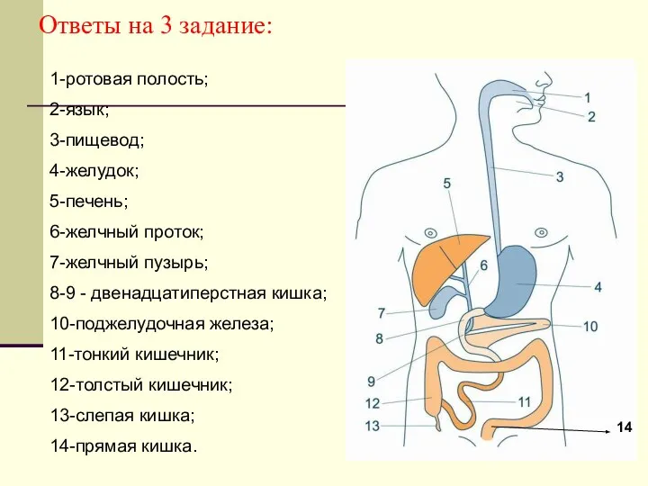 Ответы на 3 задание: 1-ротовая полость; 2-язык; 3-пищевод; 4-желудок; 5-печень; 6-желчный