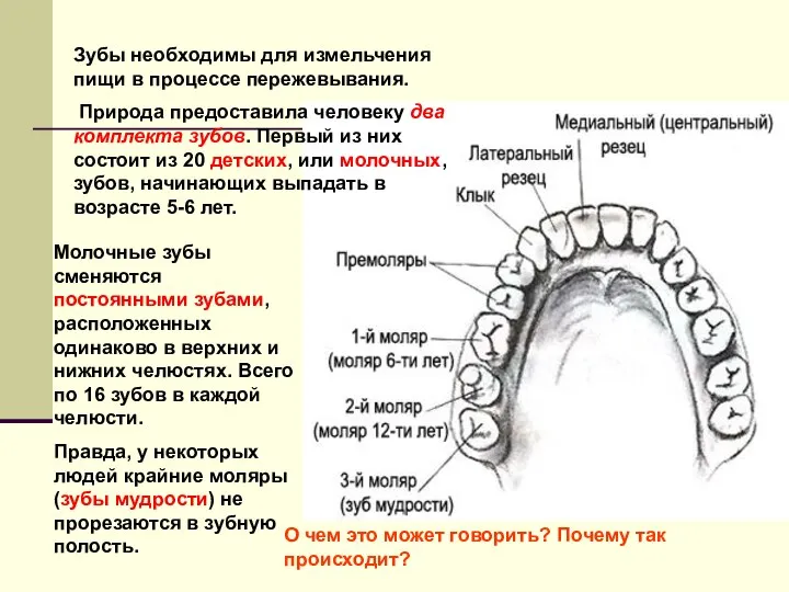 Зубы необходимы для измельчения пищи в процессе пережевывания. Природа предоставила человеку