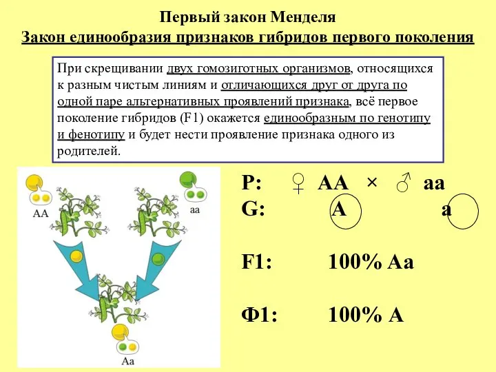 Первый закон Менделя Закон единообразия признаков гибридов первого поколения Р: ♀