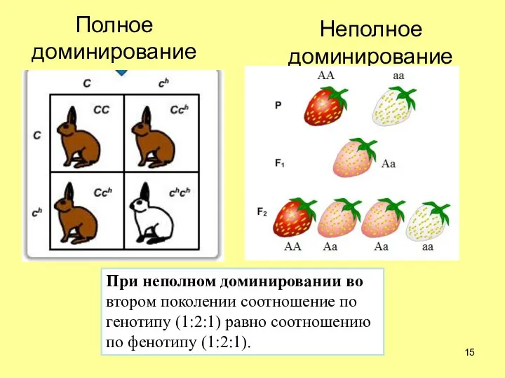 Полное доминирование Неполное доминирование При неполном доминировании во втором поколении соотношение