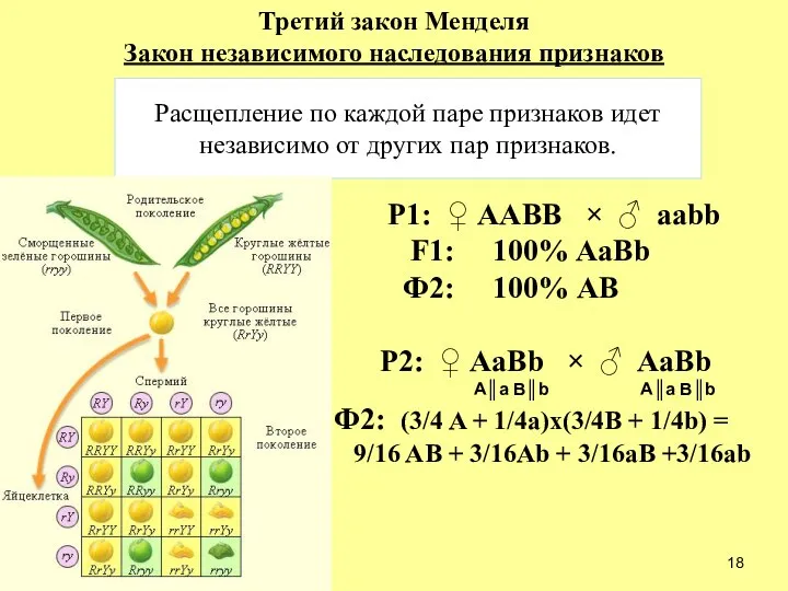 Расщепление по каждой паре признаков идет независимо от других пар признаков.