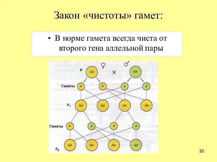 Закон «чистоты» гамет: В норме гамета всегда чиста от второго гена аллельной пары