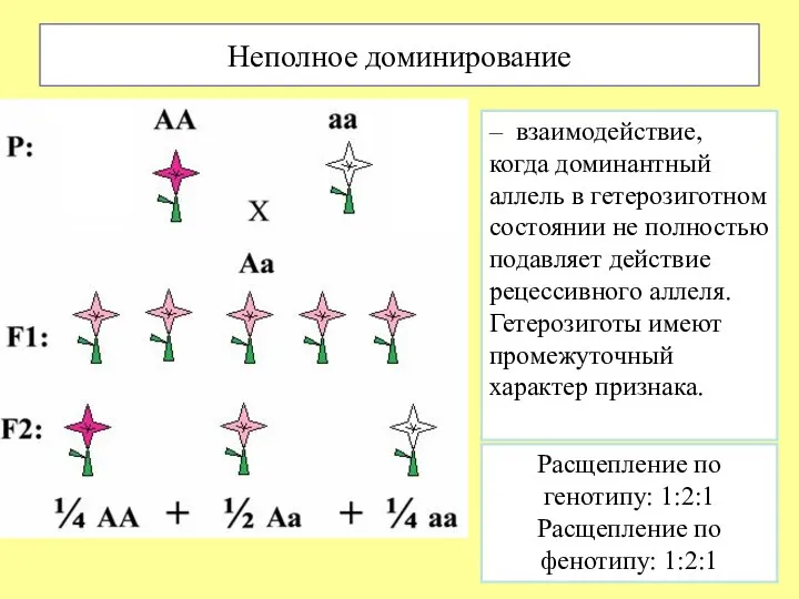 Неполное доминирование – взаимодействие, когда доминантный аллель в гетерозиготном состоянии не