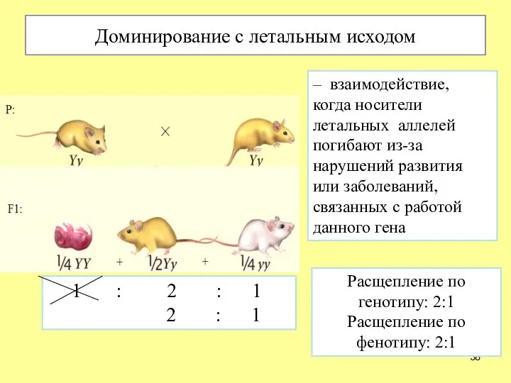 Доминирование с летальным исходом – взаимодействие, когда носители летальных аллелей погибают