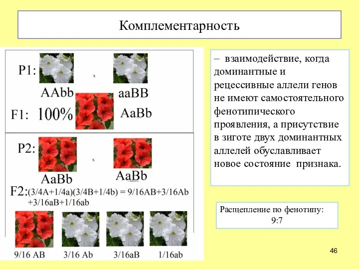 Комплементарность – взаимодействие, когда доминантные и рецессивные аллели генов не имеют