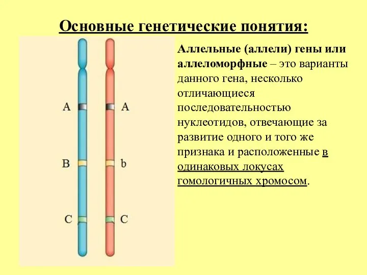 Основные генетические понятия: Аллельные (аллели) гены или аллеломорфные – это варианты