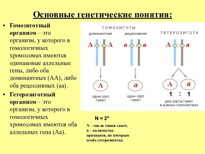 Основные генетические понятия: Гомозиготный организм – это организм, у которого в