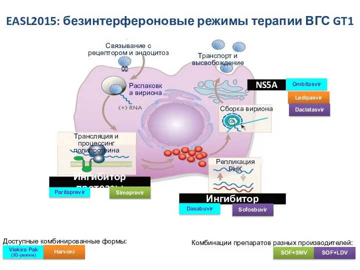 EASL2015: безинтерфероновые режимы терапии ВГС GT1 Ингибитор протеазы NS5A Ингибитор полимеразы