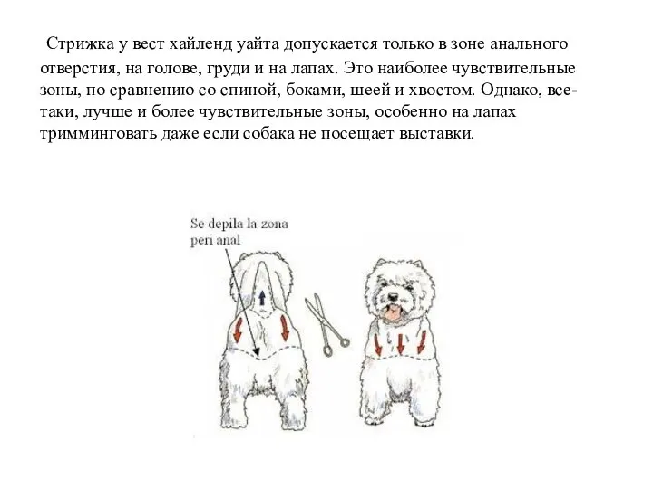 Стрижка у вест хайленд уайта допускается только в зоне анального отверстия,