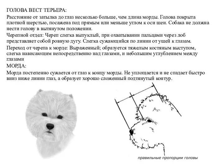 ГОЛОВА ВЕСТ ТЕРЬЕРА: Расстояние от затылка до глаз несколько больше, чем