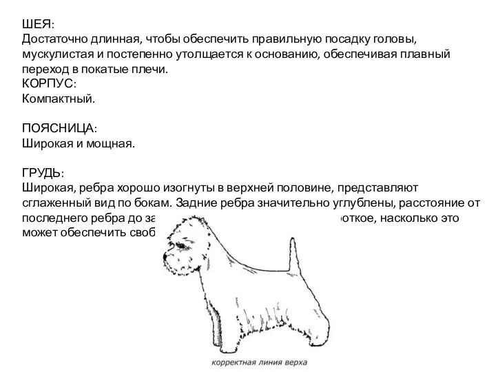 ШЕЯ: Достаточно длинная, чтобы обеспечить правильную посадку головы, мускулистая и постепенно