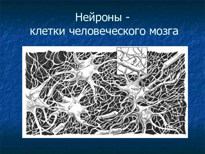 Нейроны - клетки человеческого мозга
