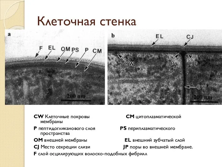 Клеточная стенка CW Клеточные покровы CM цитоплазматической мембраны P пептидогликанового слоя