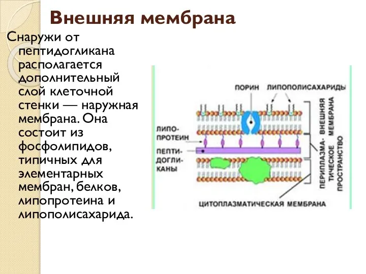 Внешняя мембрана Снаружи от пептидогликана располагается дополнительный слой клеточной стенки —