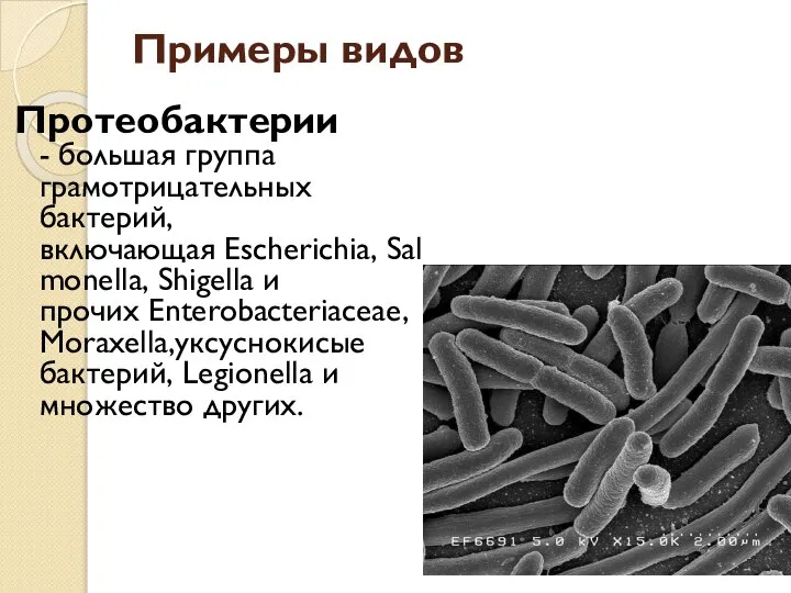 Примеры видов Протеобактерии - большая группа грамотрицательных бактерий, включающая Escherichia, Salmonella,