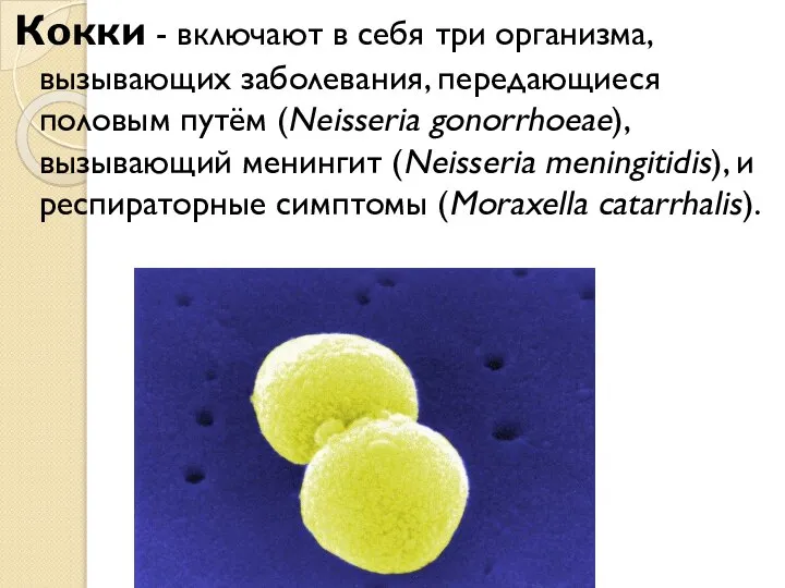 Кокки - включают в себя три организма, вызывающих заболевания, передающиеся половым