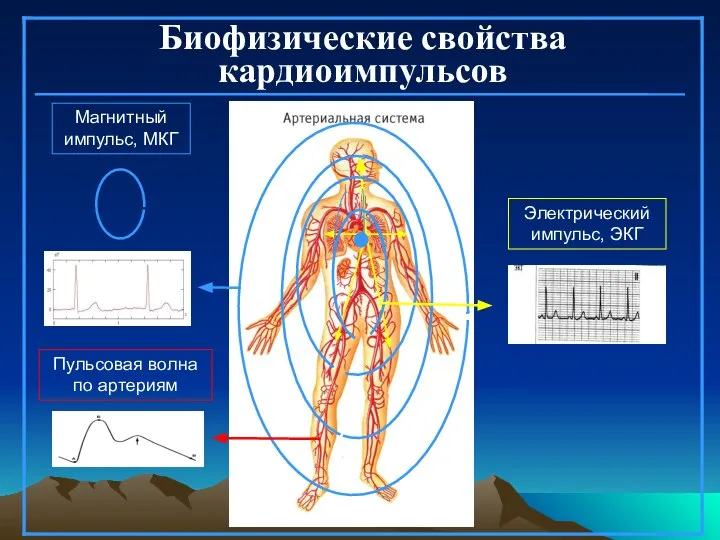 Биофизические свойства кардиоимпульсов Электрический импульс, ЭКГ Магнитный импульс, МКГ Пульсовая волна по артериям