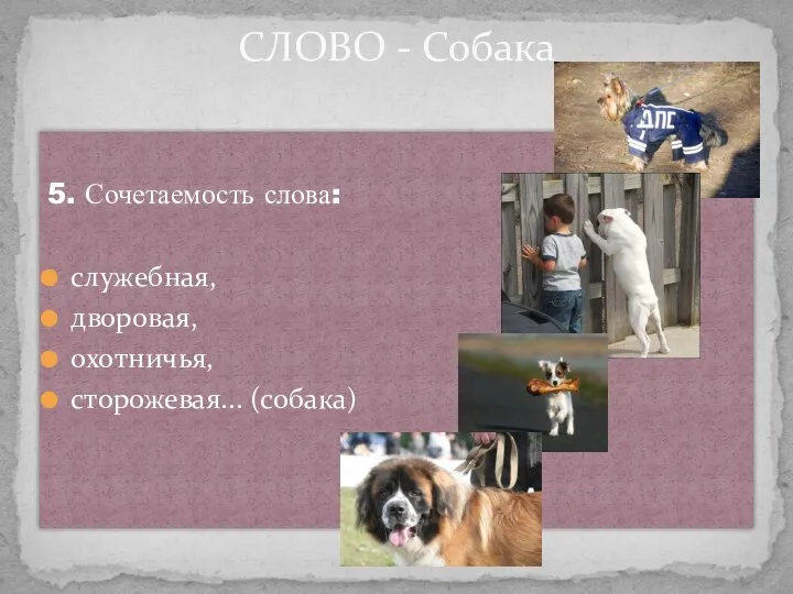 5. Сочетаемость слова: служебная, дворовая, охотничья, сторожевая... (собака) СЛОВО - Собака