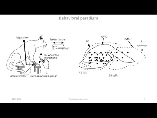 13.09.2016 Portugues Lab meeting Behavioral paradigm