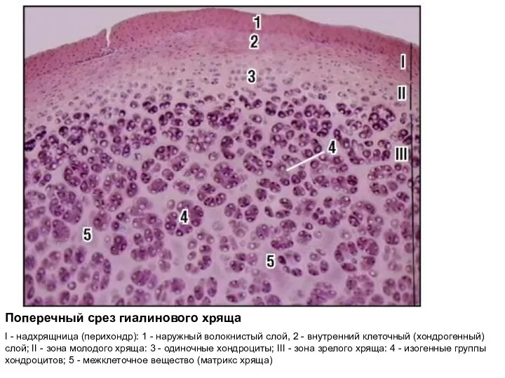 Поперечный срез гиалинового хряща I - надхрящница (перихондр): 1 - наружный