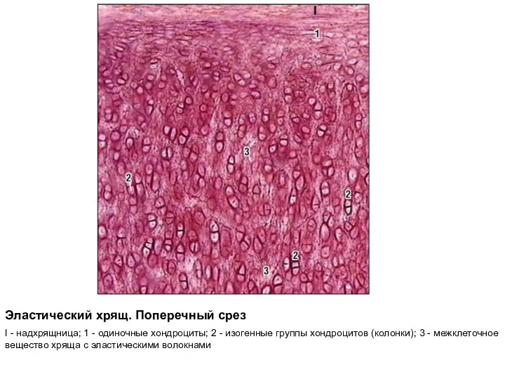 Эластический хрящ. Поперечный срез I - надхрящница; 1 - одиночные хондроциты;