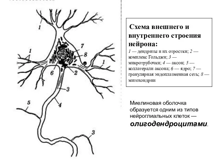 Миелиновая оболочка образуется одним из типов нейроглиальных клеток — олигодендроцитами.