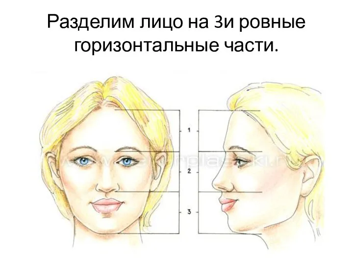 Разделим лицо на 3и ровные горизонтальные части.