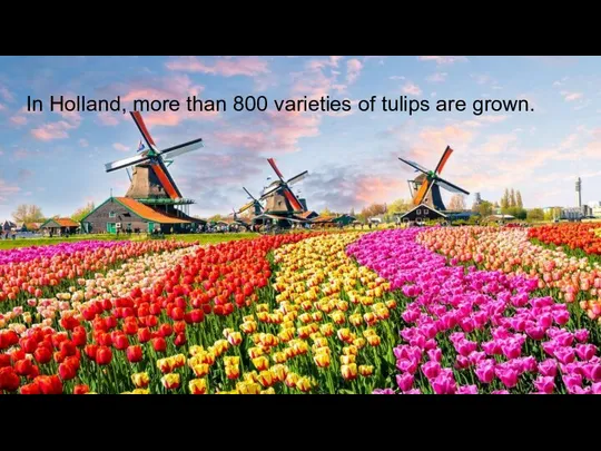 In Holland, more than 800 varieties of tulips are grown.