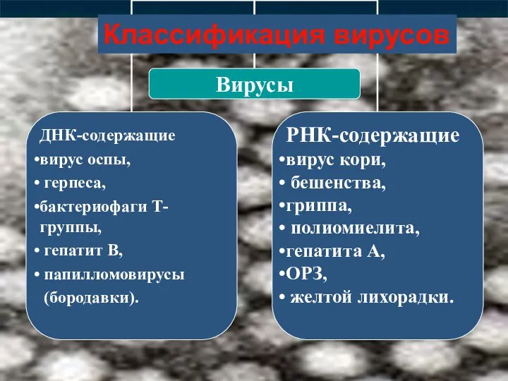 Классификация вирусов