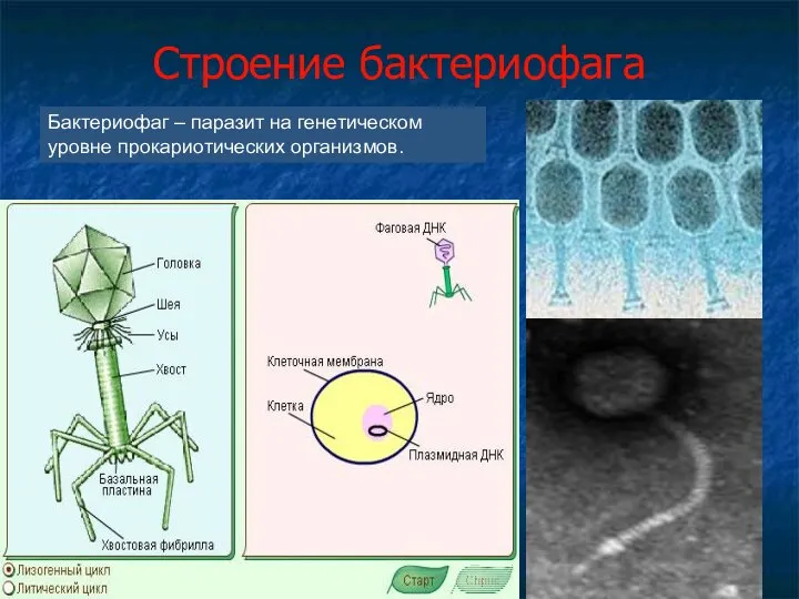 Строение бактериофага Бактериофаг – паразит на генетическом уровне прокариотических организмов.