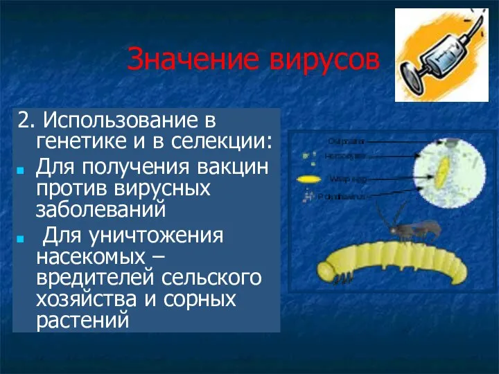 Значение вирусов 2. Использование в генетике и в селекции: Для получения