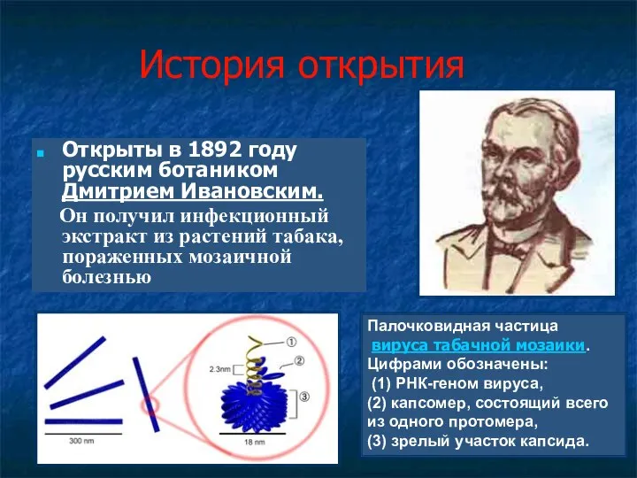 История открытия Открыты в 1892 году русским ботаником Дмитрием Ивановским. Он