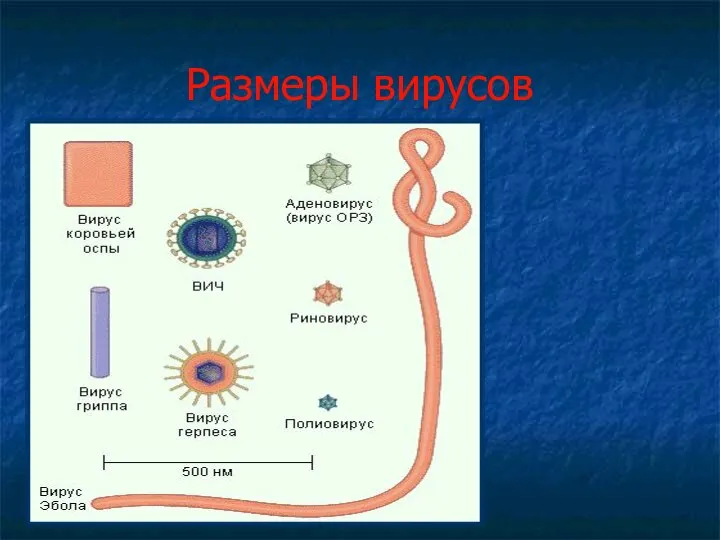 Размеры вирусов