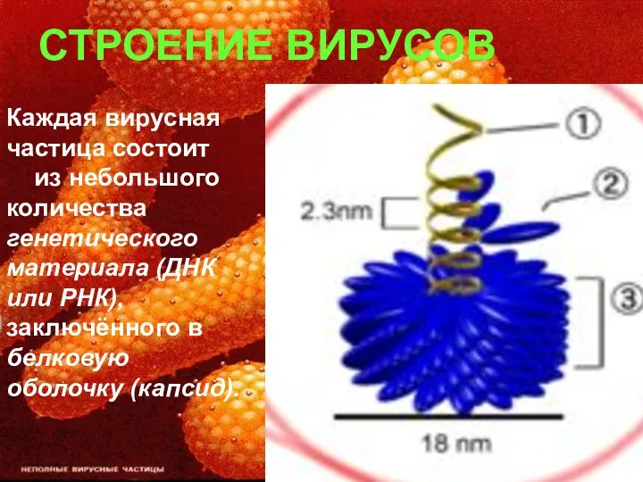 Каждая вирусная частица состоит из небольшого количества генетического материала (ДНК или