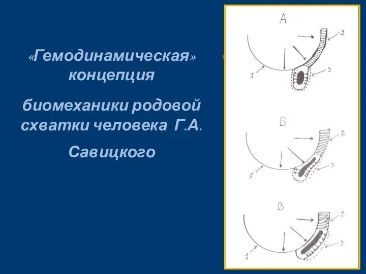 «Гемодинамическая» концепция биомеханики родовой схватки человека Г.А.Савицкого