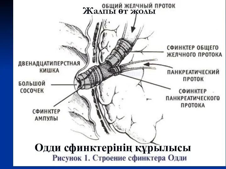 Жалпы өт жолы Одди сфинктерінің құрылысы