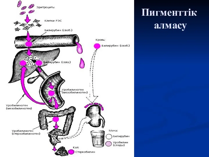 Пигменттік алмасу